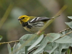 Setophaga virens