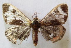 Dysschema leucophaea