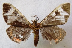 Dysschema leucophaea