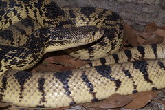 Pituophis ruthveni