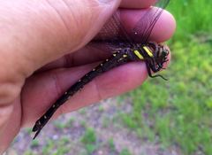 Cordulegaster maculata