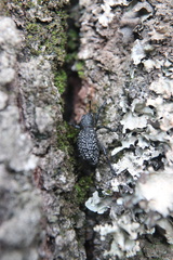 Aegorhinus superciliosus