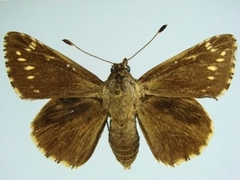 Stallingsia maculosus