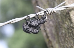 Aegorhinus superciliosus