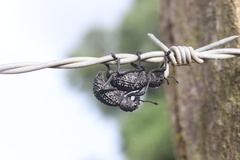 Aegorhinus superciliosus