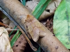 Agrochola pistacinoides
