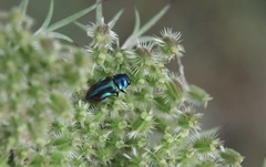 Bilyaxia concinna