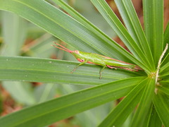 Stenacris vitreipennis