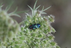Bilyaxia concinna