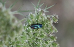 Bilyaxia concinna