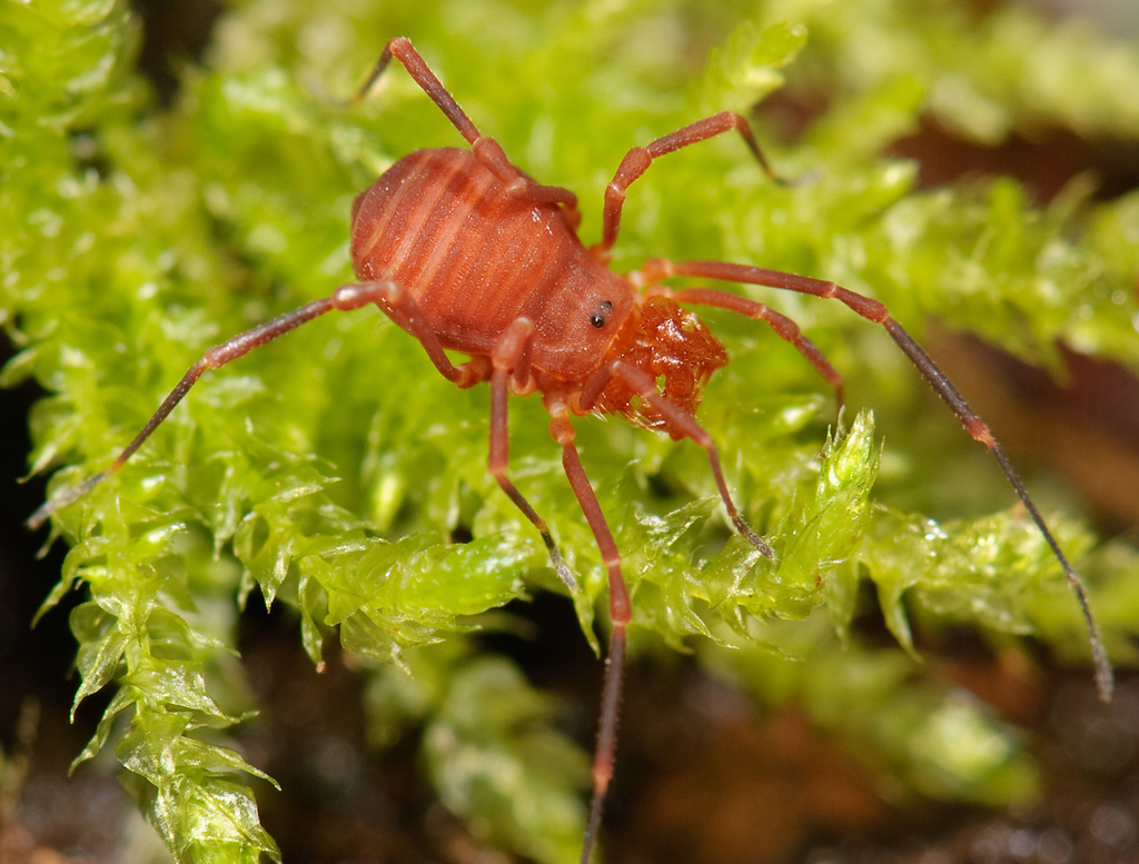 Sclerobunus