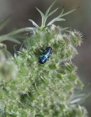 Bilyaxia concinna
