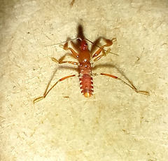 Rasahus hamatus