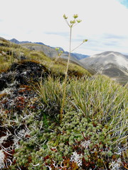 Anisotome aromatica