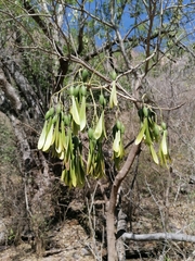 Gyrocarpus jatrophifolius