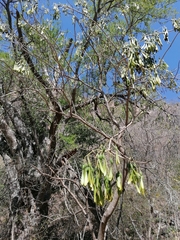 Gyrocarpus jatrophifolius