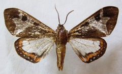 Dysschema magdala