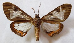 Dysschema magdala