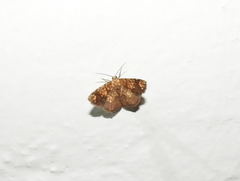 Nematocampa