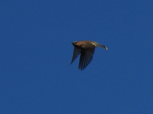 Cedar Waxwing photographed in Texas