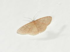 Pleuroprucha