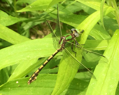 Ophiogomphus smithi