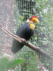 Rhabdotorrhinus corrugatus