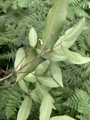 Pittosporum huttonianum
