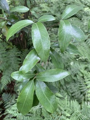 Pittosporum huttonianum