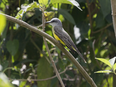 Tyrannus melancholicus