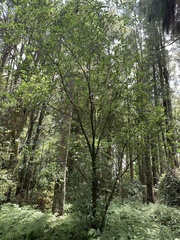 Pittosporum huttonianum