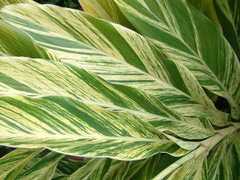 Alpinia vittata