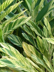 Alpinia vittata