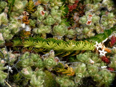 Anisotome aromatica