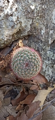 Mammillaria jaliscana