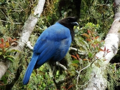 Cyanocorax caeruleus