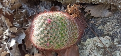 Mammillaria jaliscana