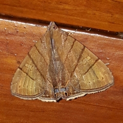 Eulepidotis carcistola