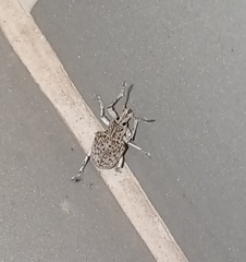 Cydianerus latruncularius