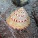 Calliostoma - Photo (c) Jerome Viard, some rights reserved (CC BY-NC), uploaded by Jerome Viard