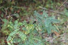 Astragalus neglectus