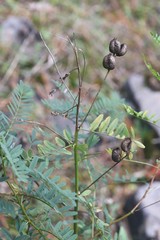 Astragalus neglectus