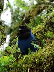 Cyanocorax caeruleus