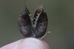 Astragalus neglectus