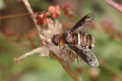 Chrysanthrax semilugens