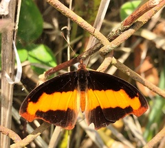 Catonephele nyctimus