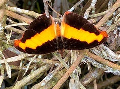 Catonephele nyctimus