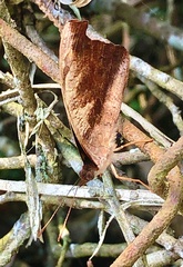 Catonephele nyctimus