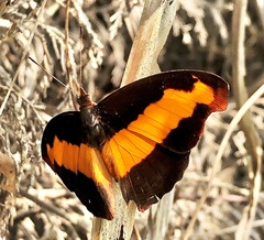 Catonephele nyctimus