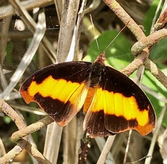 Catonephele nyctimus